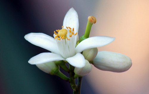 Bergamote flower.png