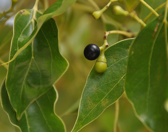 cinnamomum-camphora-fruit.jpg