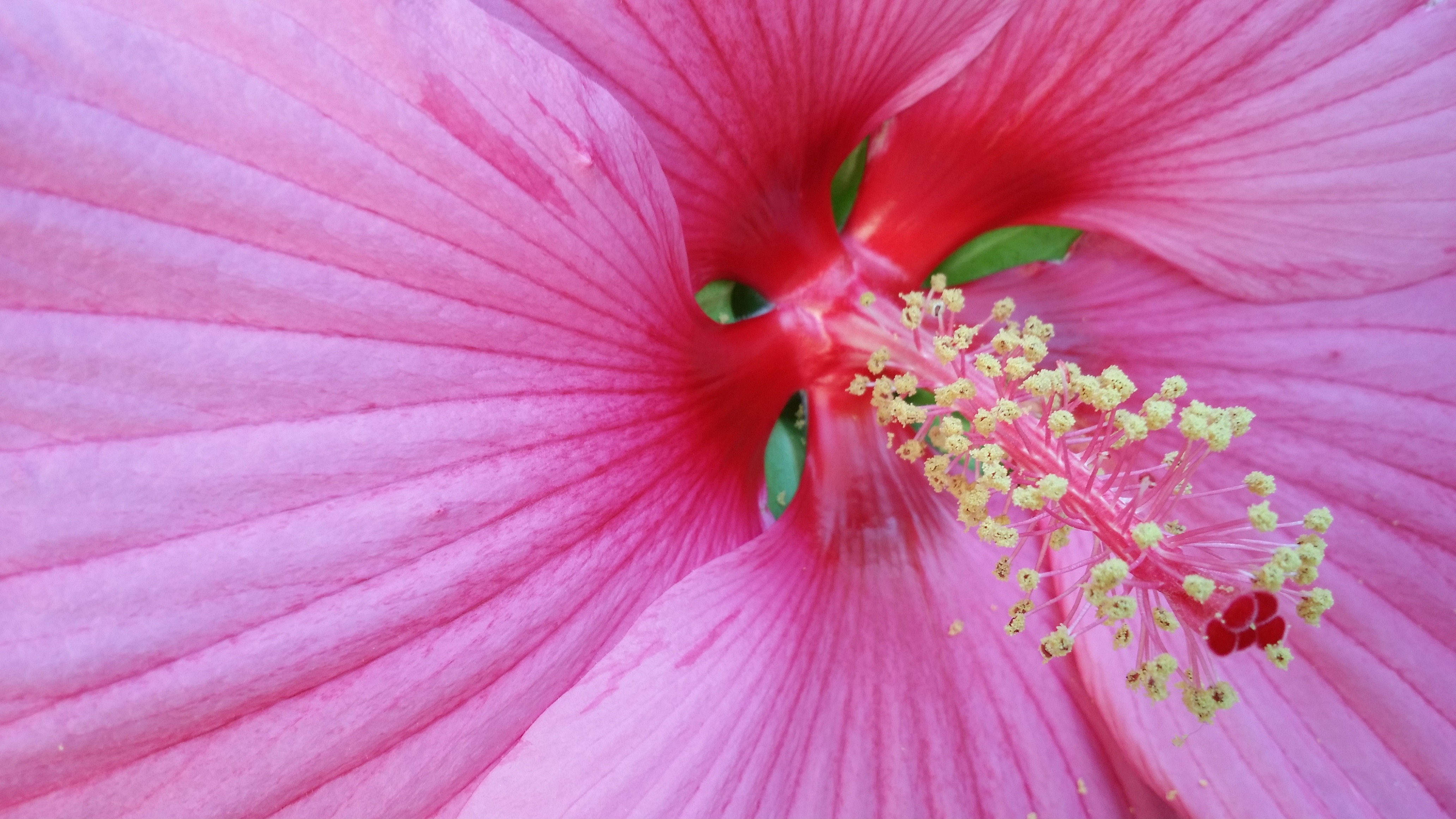 inside the blossom