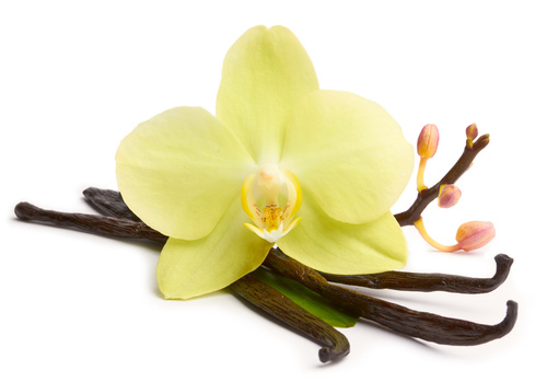 Vanilla sticks and yellow orchids