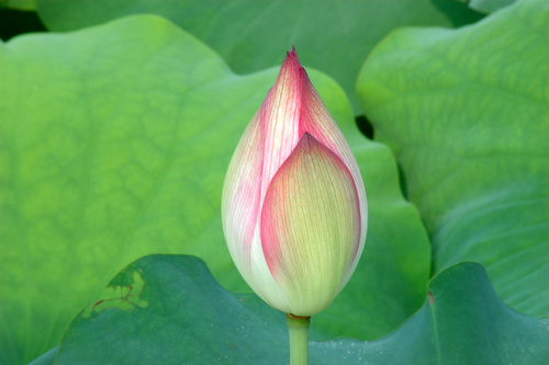 lotus bud in front of green leaf in summer