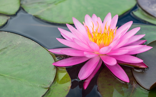 pink lotus flower and plant