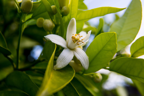 Neroli. Green bright orange tree leaves and orange flower neroli