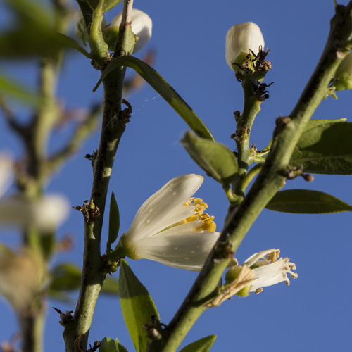 Chinotto Blte