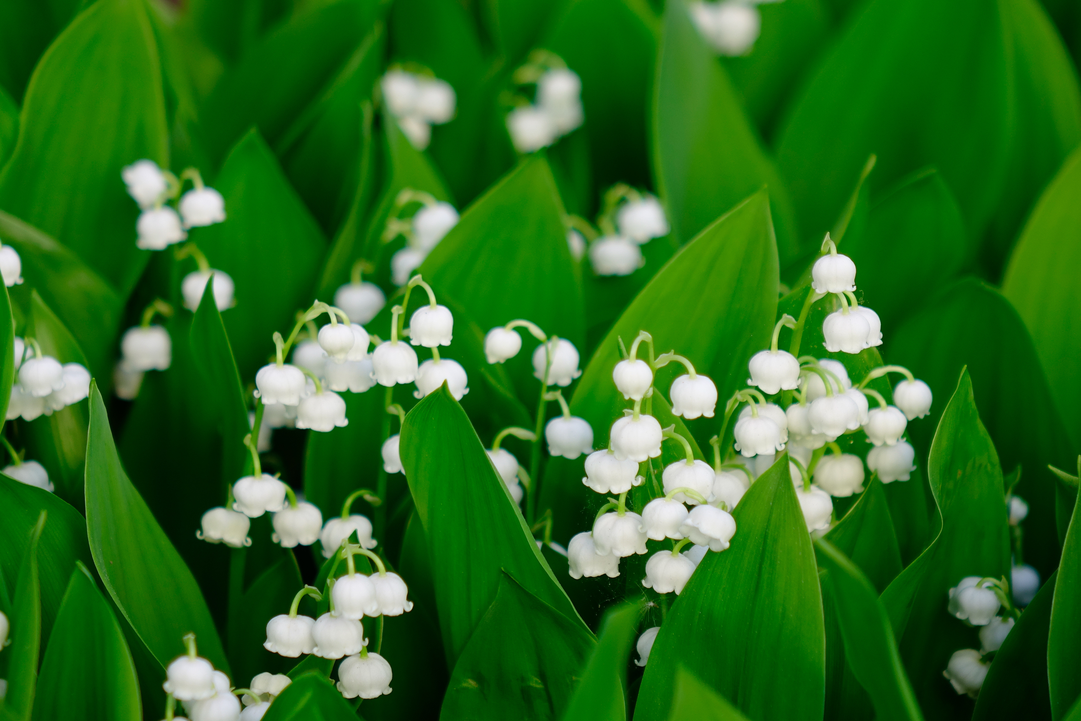 Convallaria Majalis flowers at Japanese garden