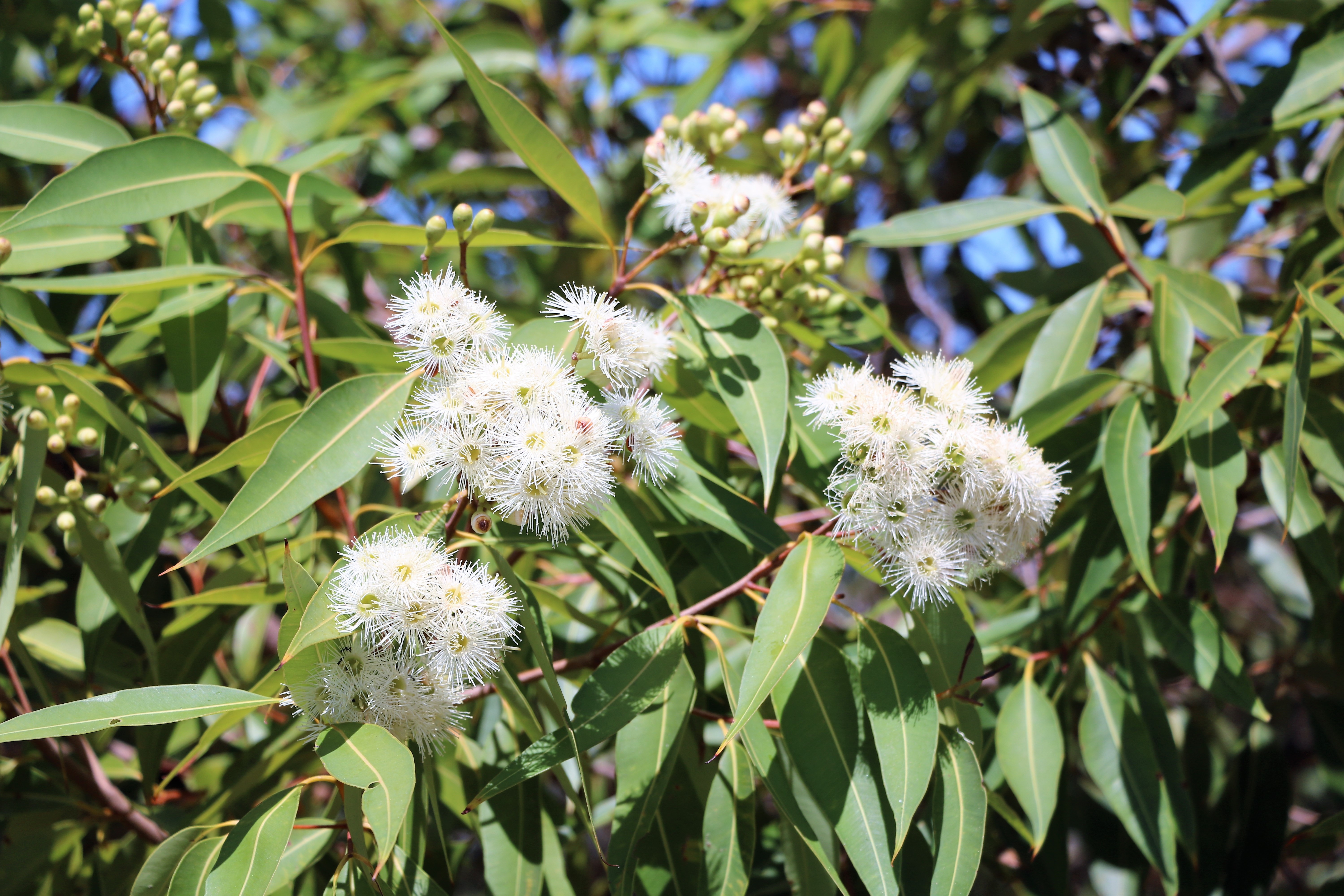 Eukalyptuszweig mit weißen Blüten in Sydney, Australien