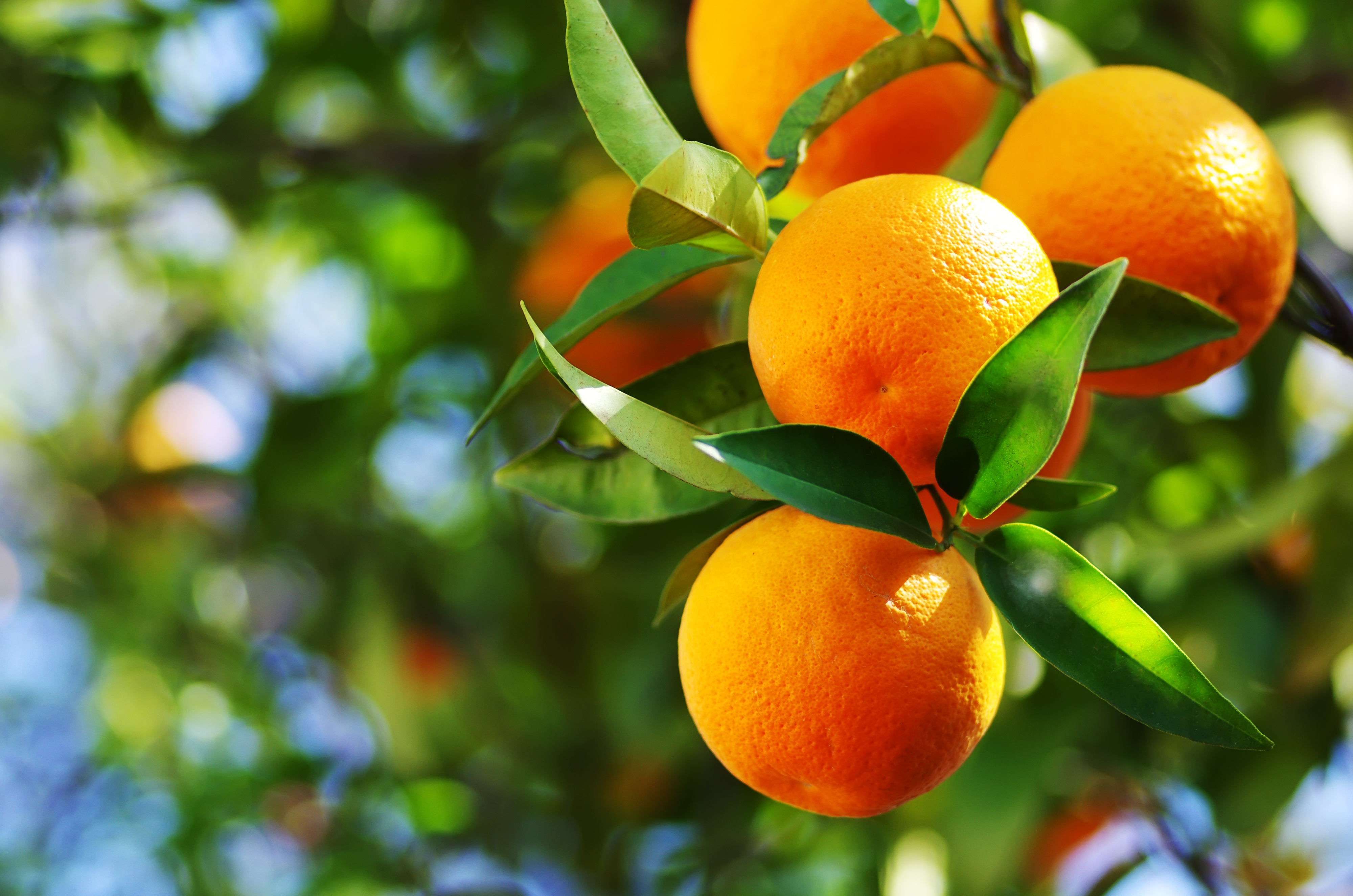 oranges branch with green leaves on tree