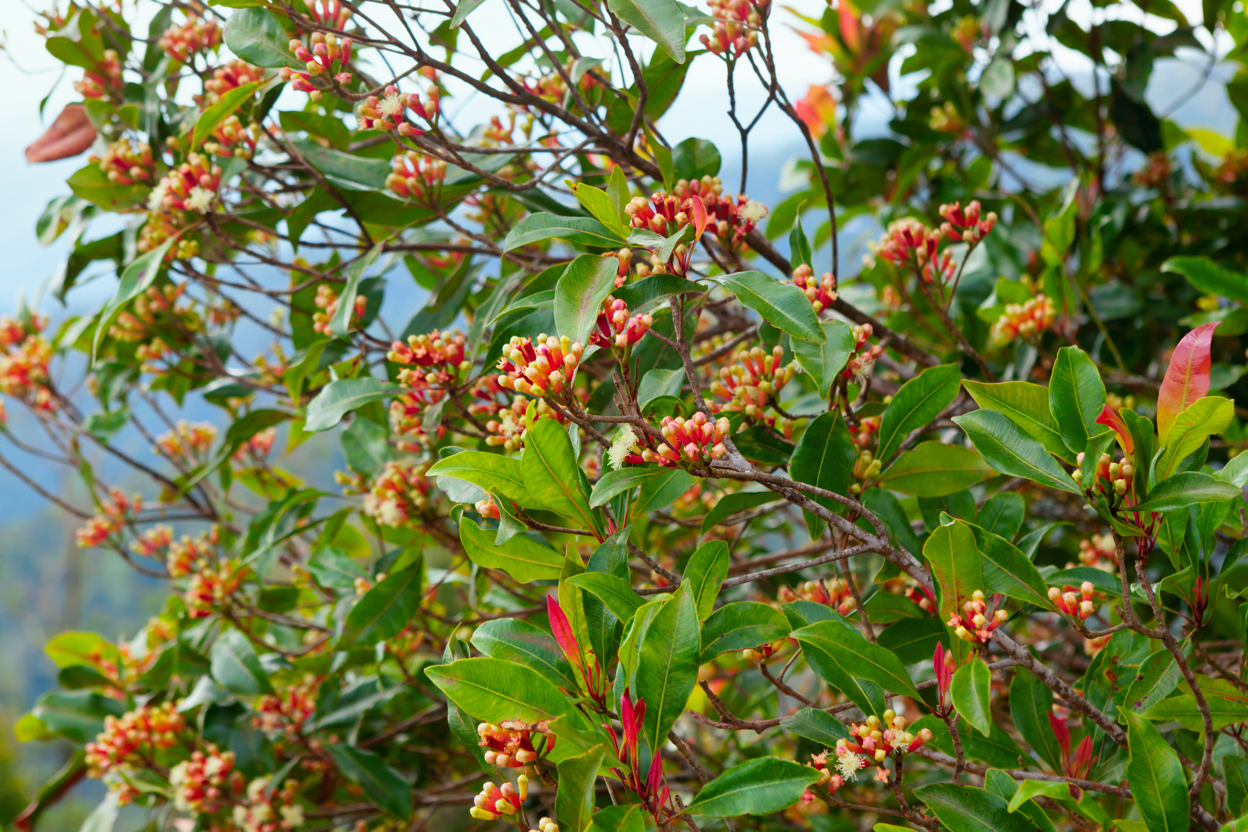 Clove tree with blooming flowers, fresh green leaves and red raw buds growing in Indonesia. Tropical plants, natural food spices, producing aromatic ingredients and oil in mountains plantations.