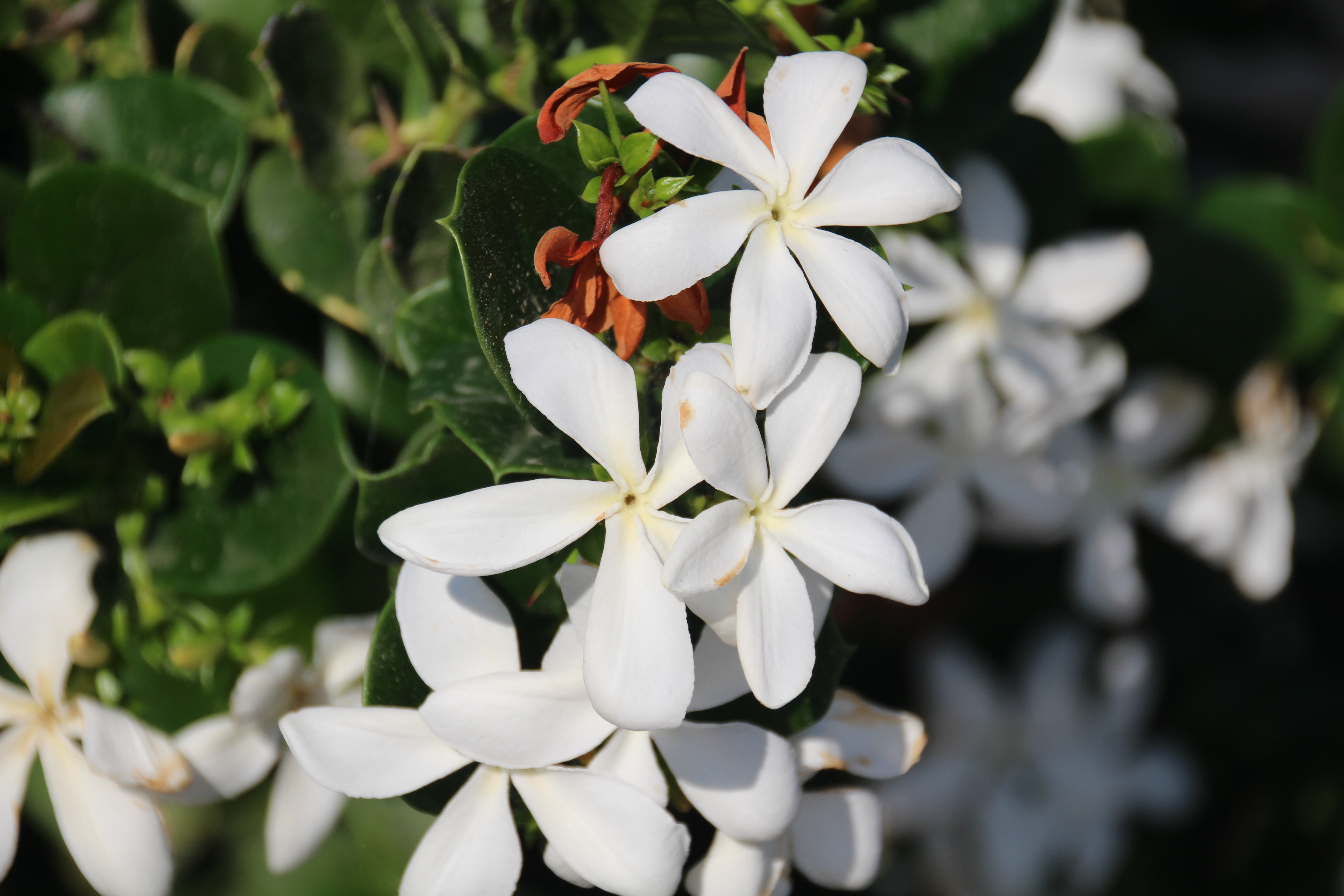 Jasminblüten