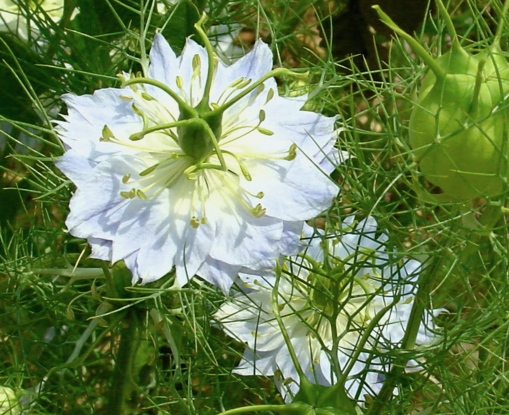Black Cumin One of the Most Successful Natural Remedies of the Past