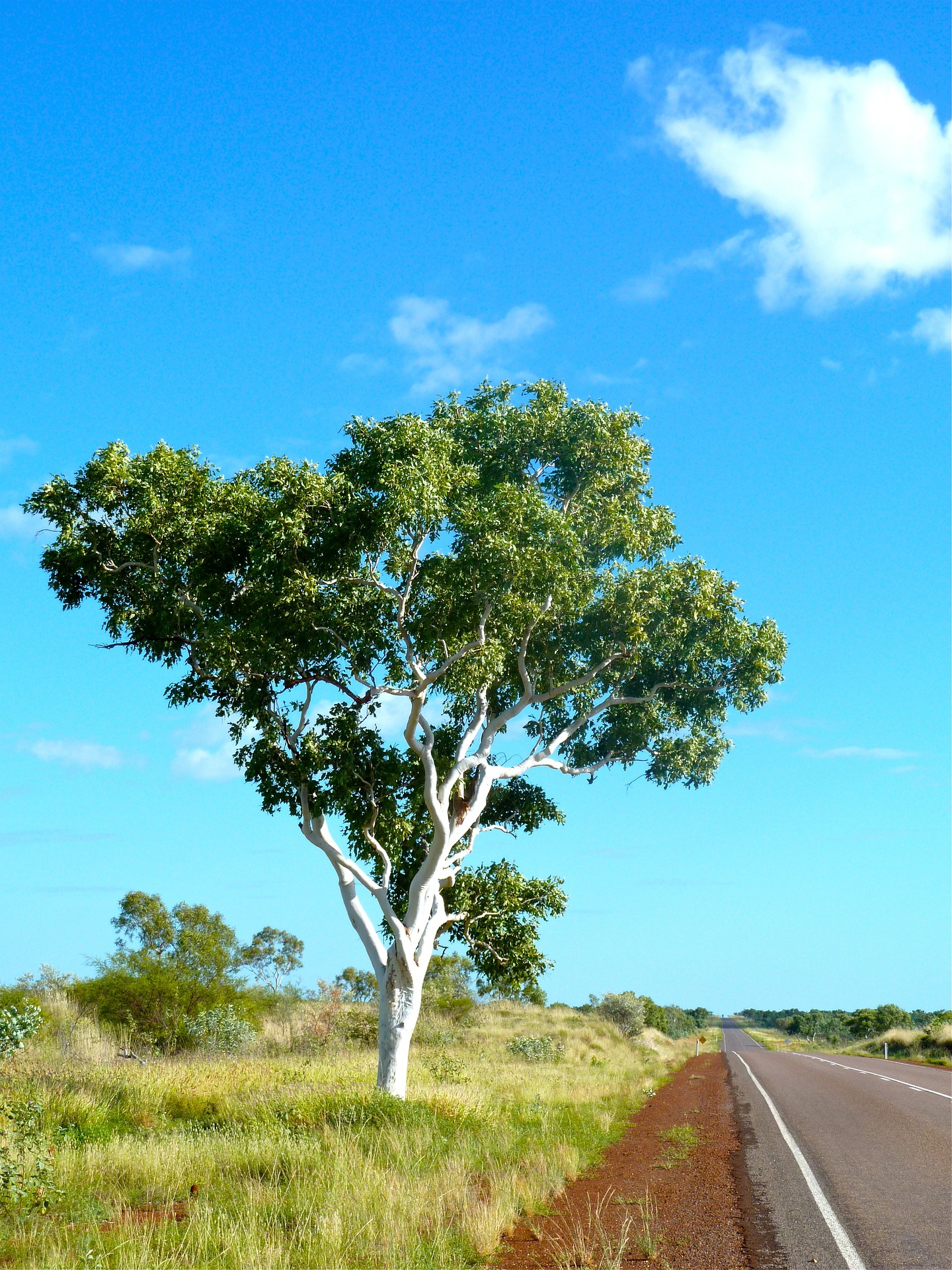 eucalyptus-389045_1920