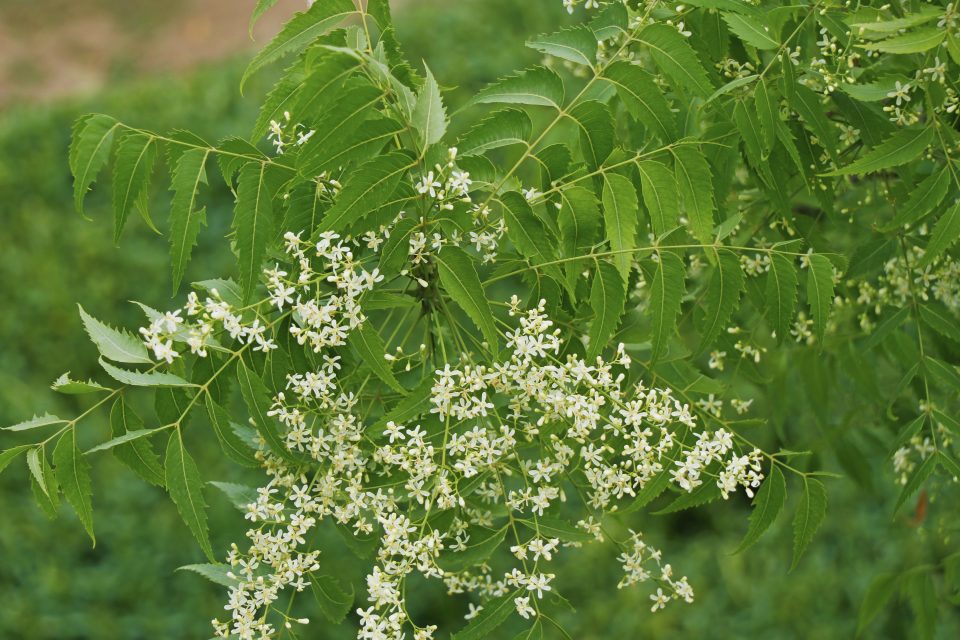 Neem – The sacred tree of Ayurveda - Carrier of Light