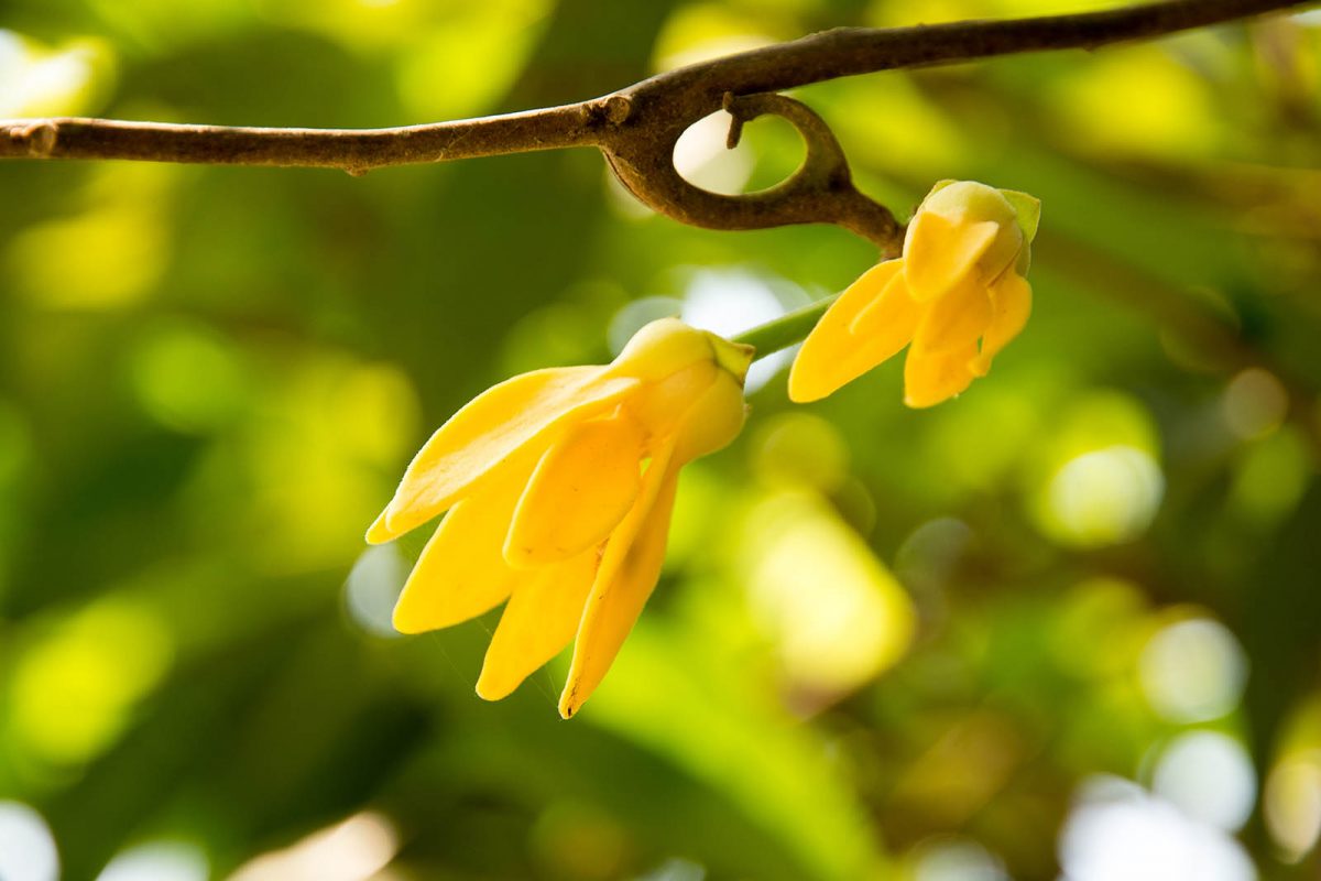 Ylang Ylang a Flower from Heaven carrier of light