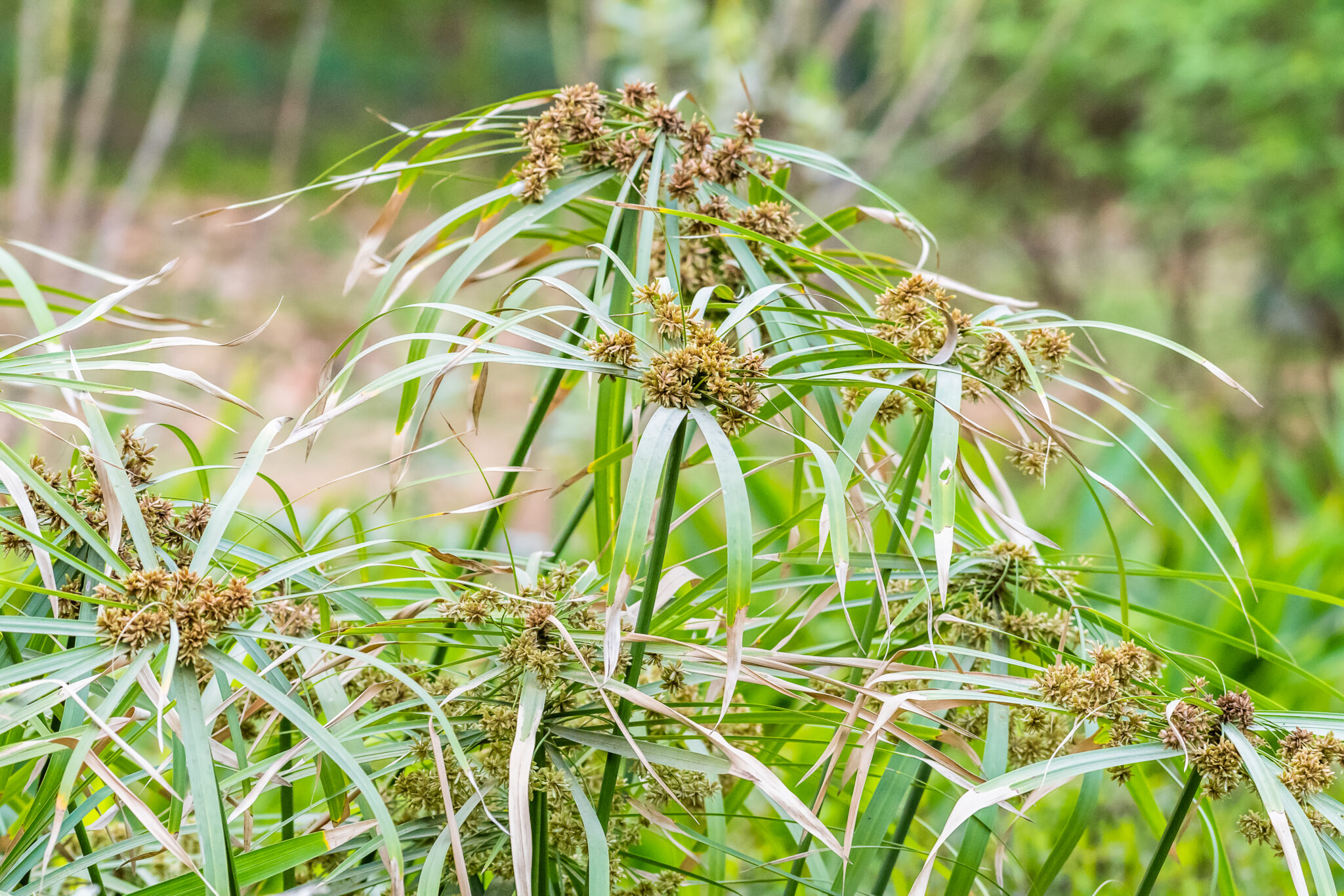 Cyperus scariosus