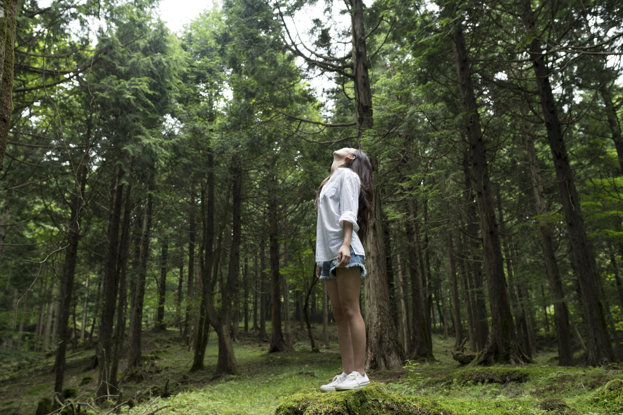 He walk in the forest. Shinrin Yoku. Человек в лесу. Человек в еловом лесу. Священный лес.