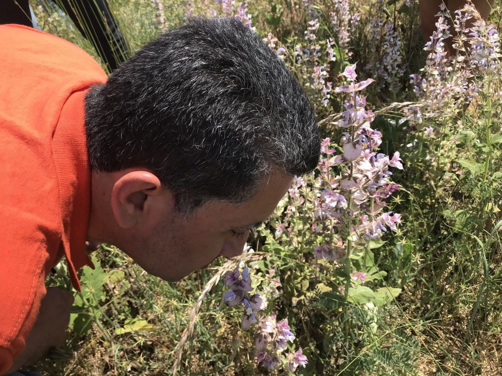 MH smelling clary sage