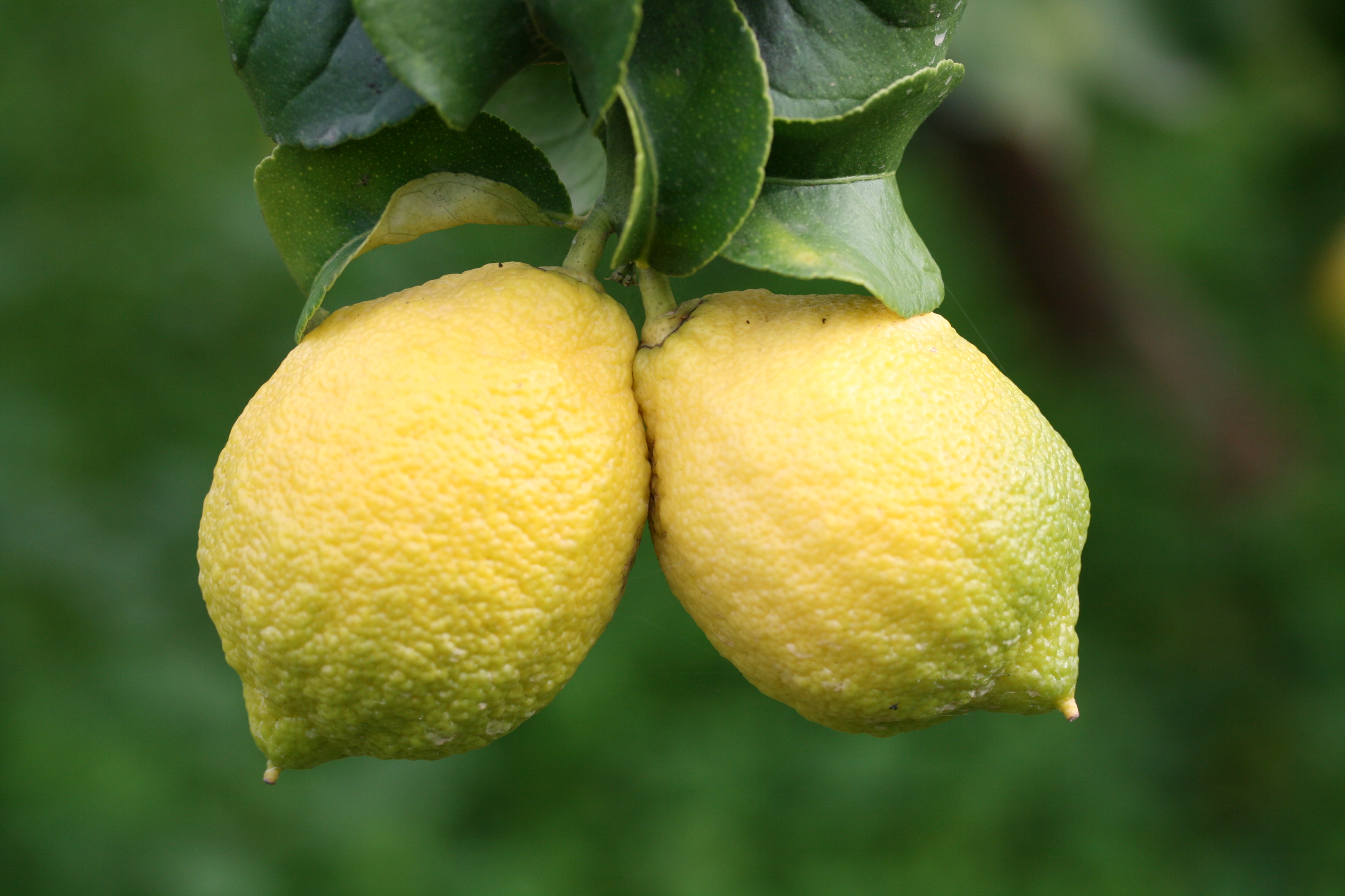 Lemon (3)