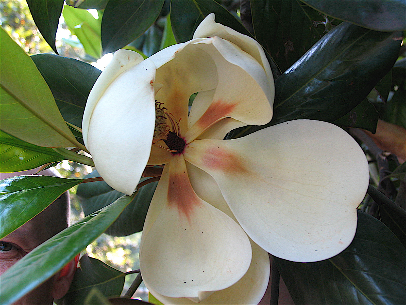 Giant Magnolia, China