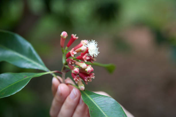 MH clove branch