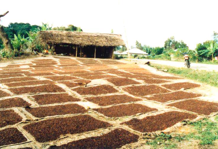 MH clove drying