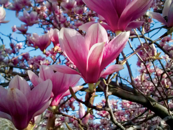 MH magnolia pink pl