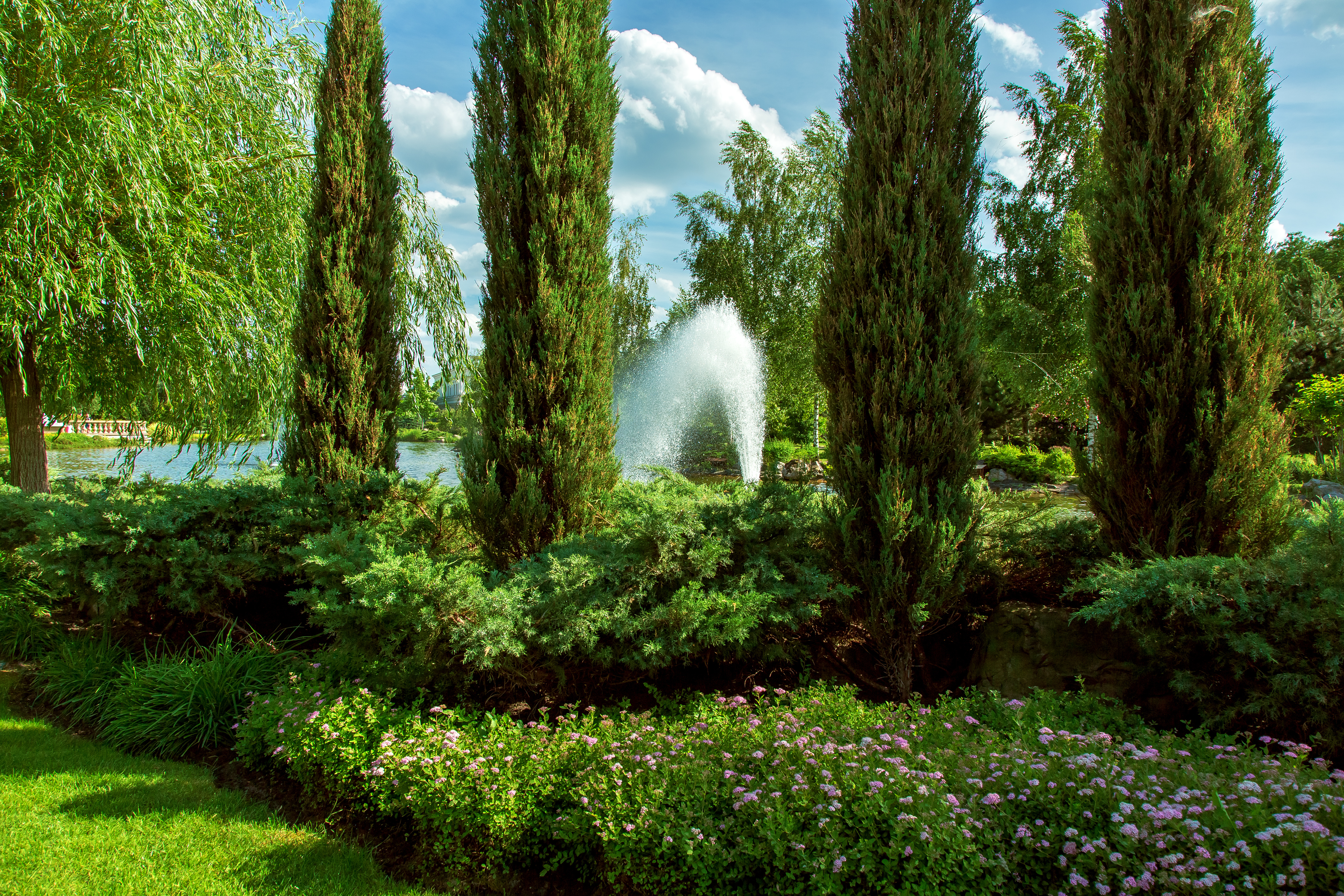 landscape with lawn and flowers with occidentalis bushes and a thuja tree, evergreens in a flower bed in the background a pond with a fountain and a blue sky.
