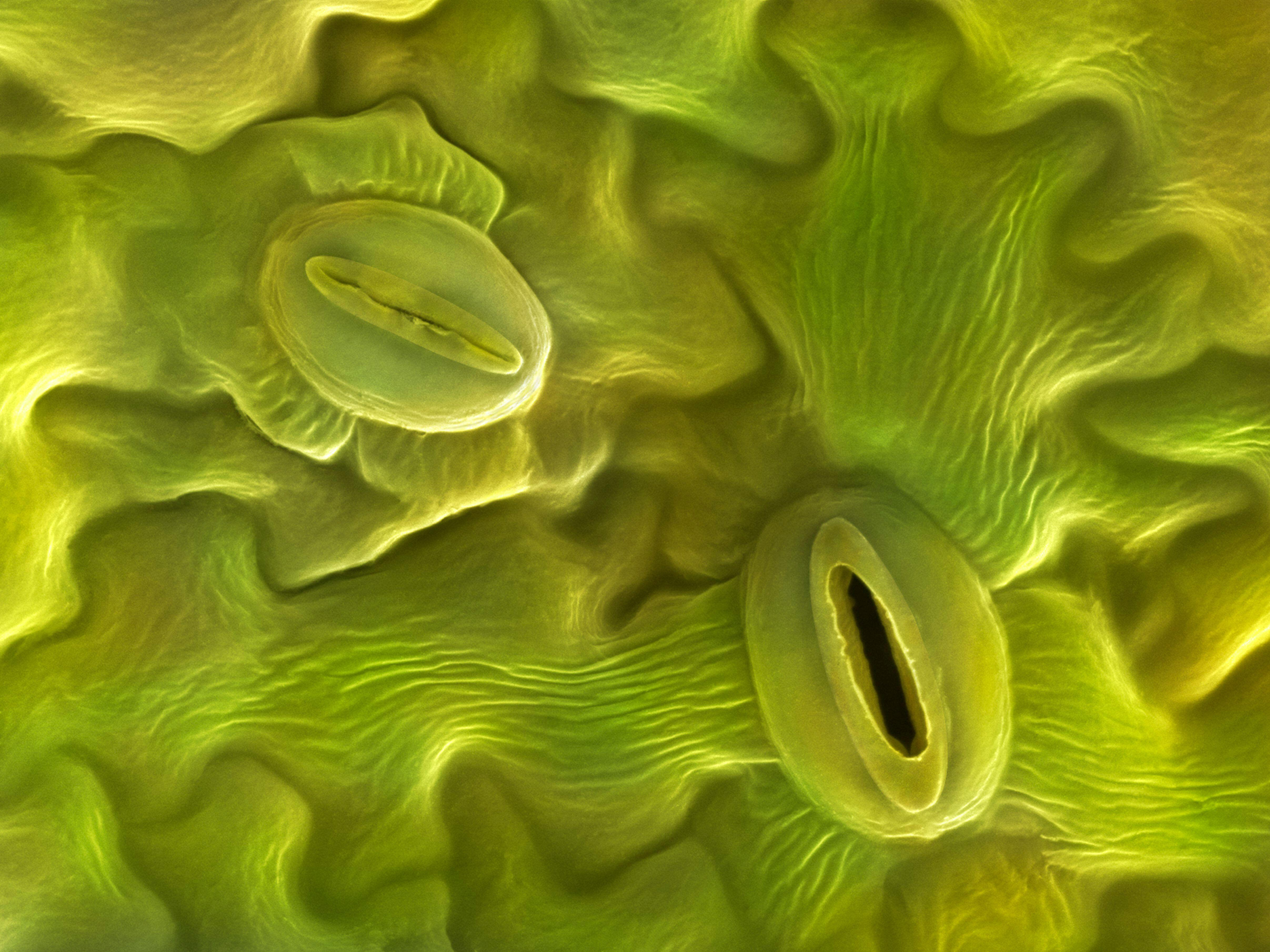 Open and closed stomata on a lavender leaf (Lavendula dentata), coloured scanning electron micrograph (SEM). Stomata are pores that open and close in