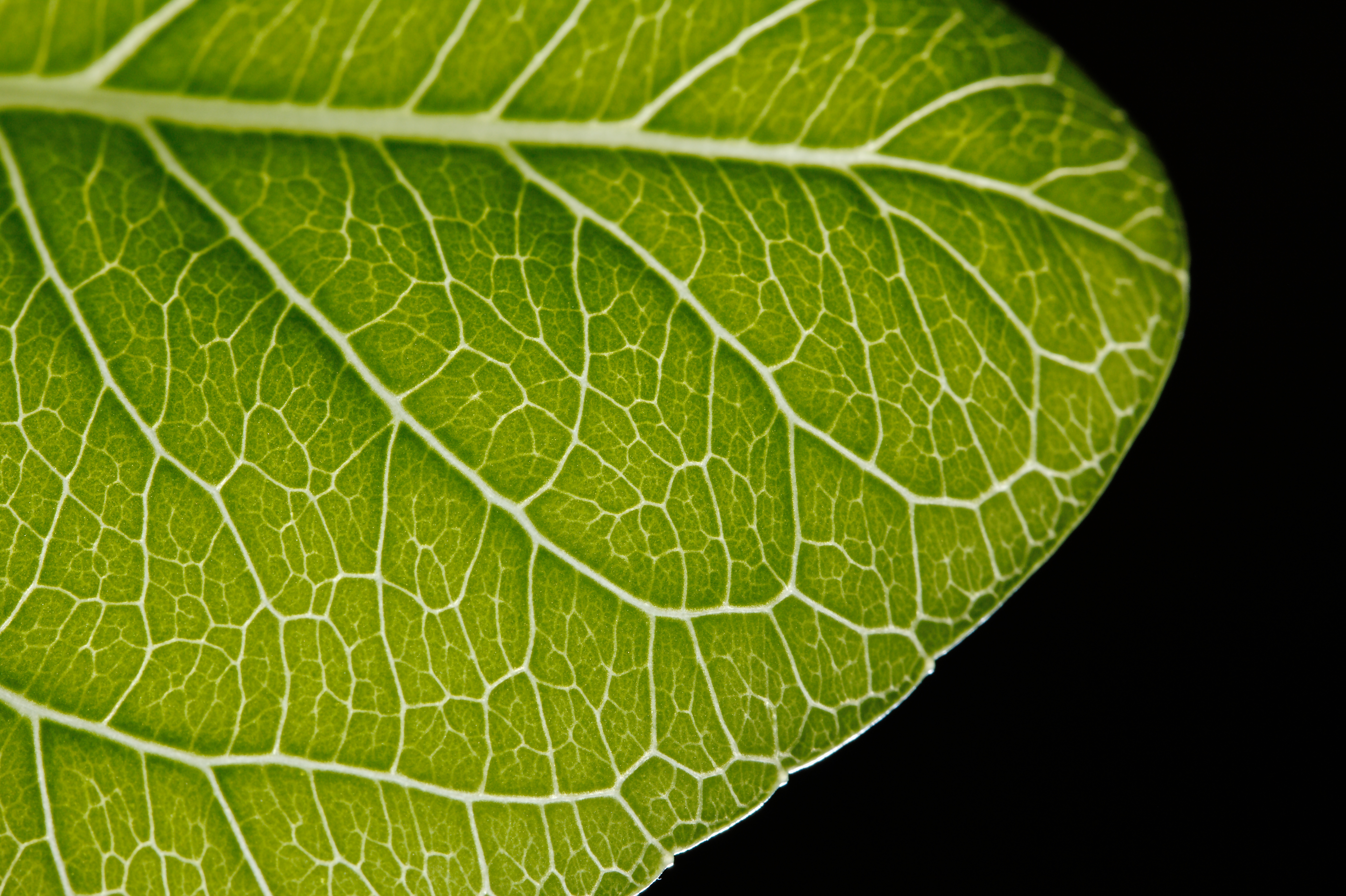 Wassertropfen auf einem Blatt