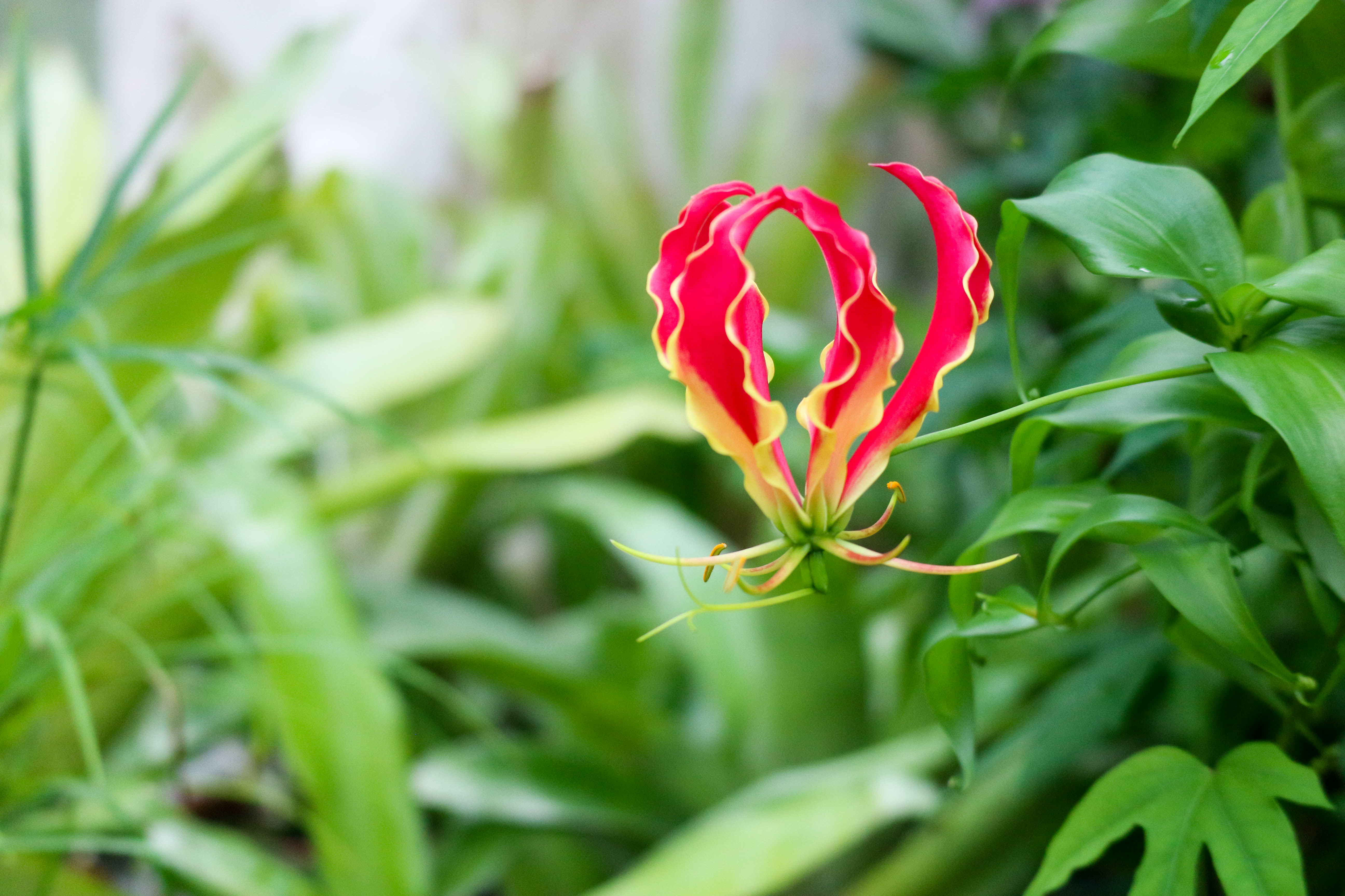Beautiful bright gloriosa flower on green background