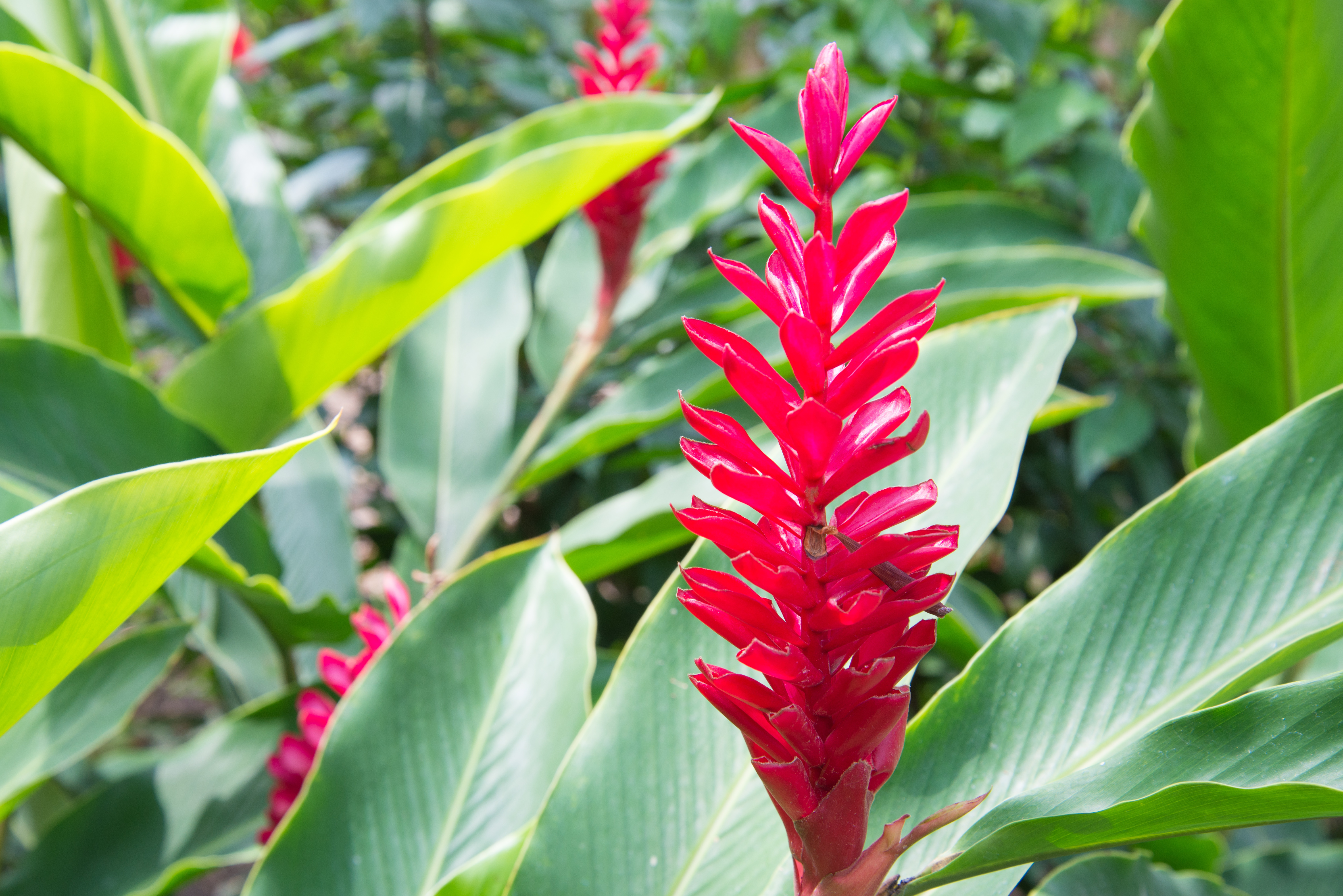 Red ginger flower in the foreground, on the left, with blurred green leaves background. Guayaquil, Ecuador