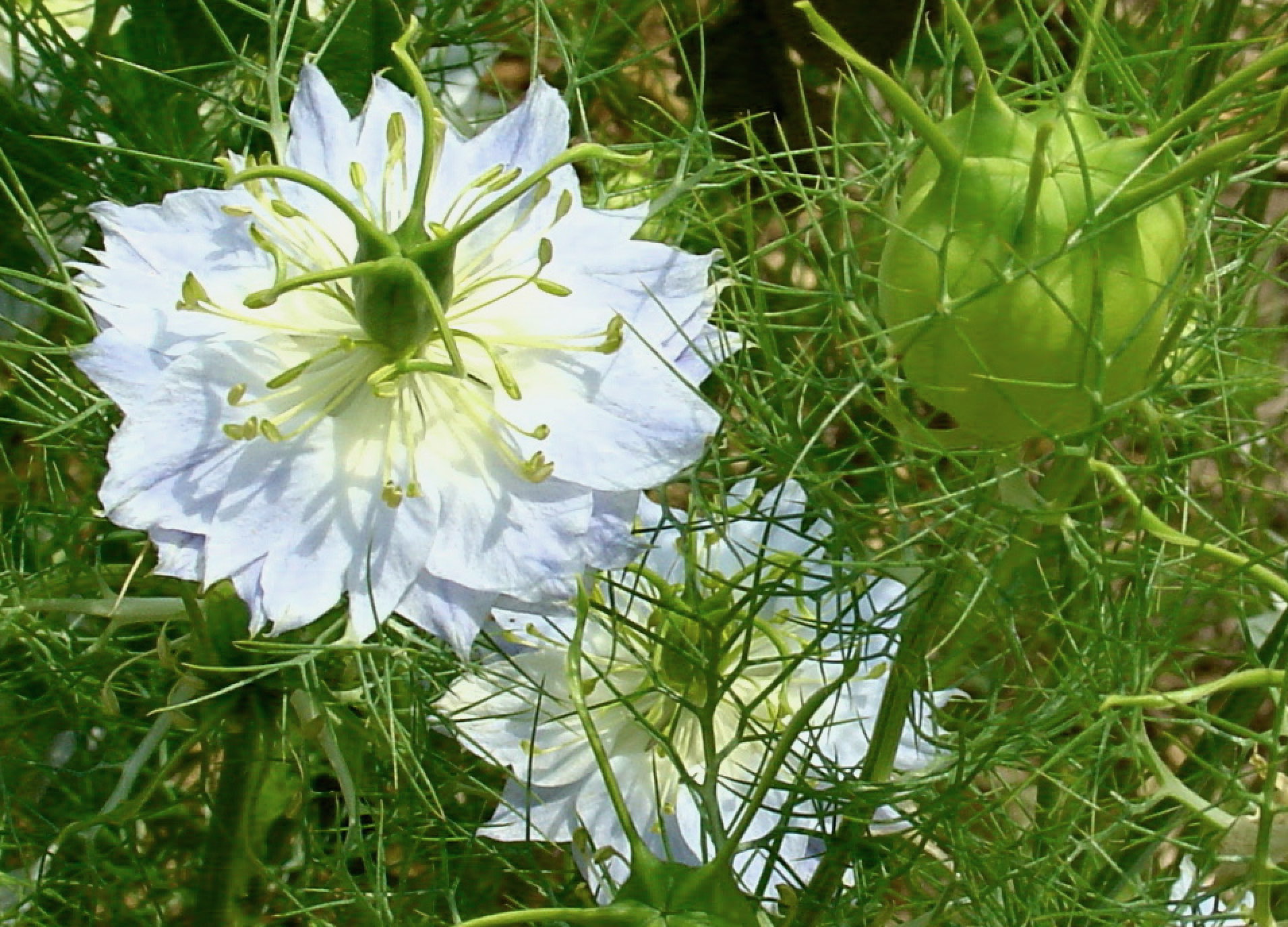 MH Nigella sativa