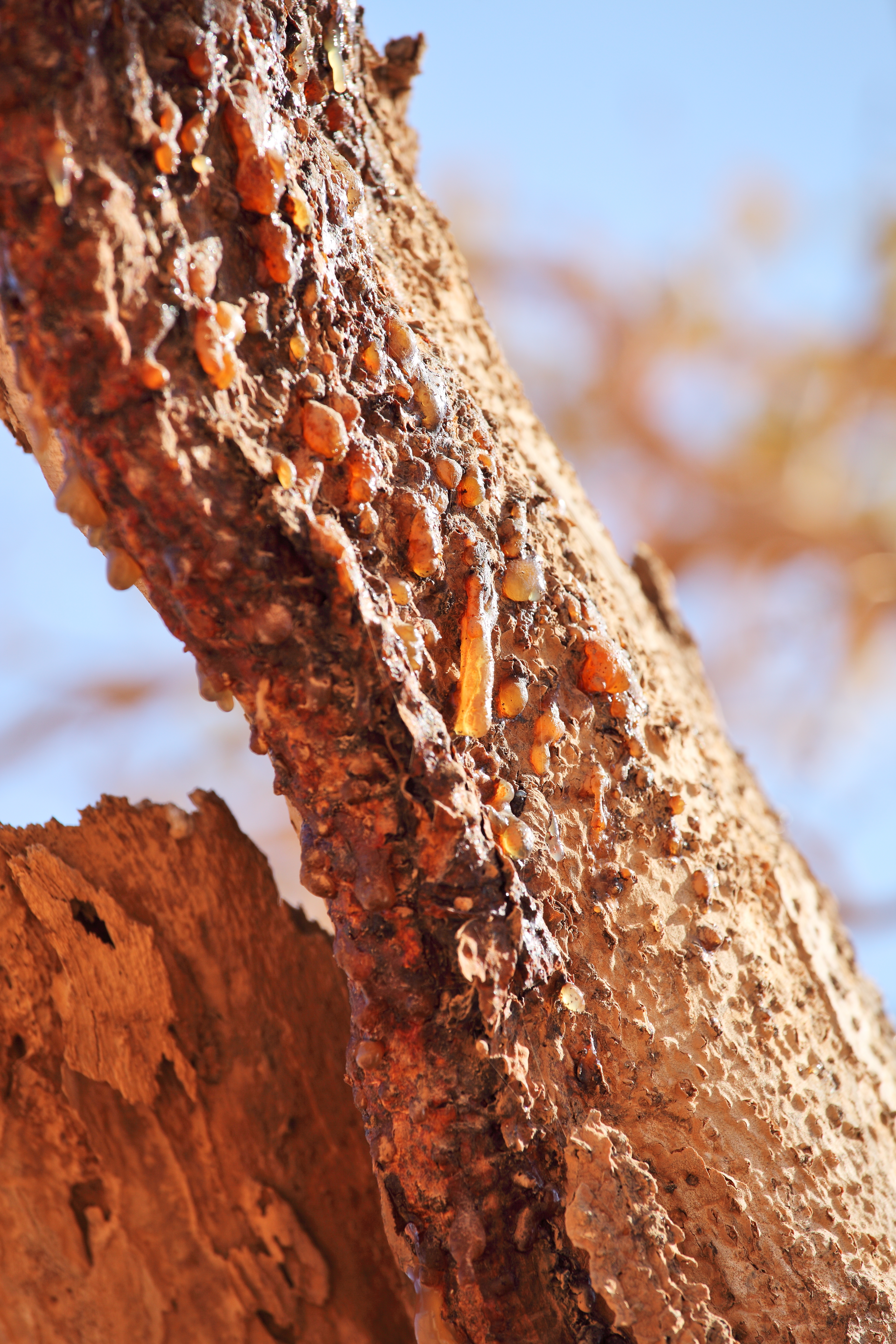 Myrrh,Tree,Resin