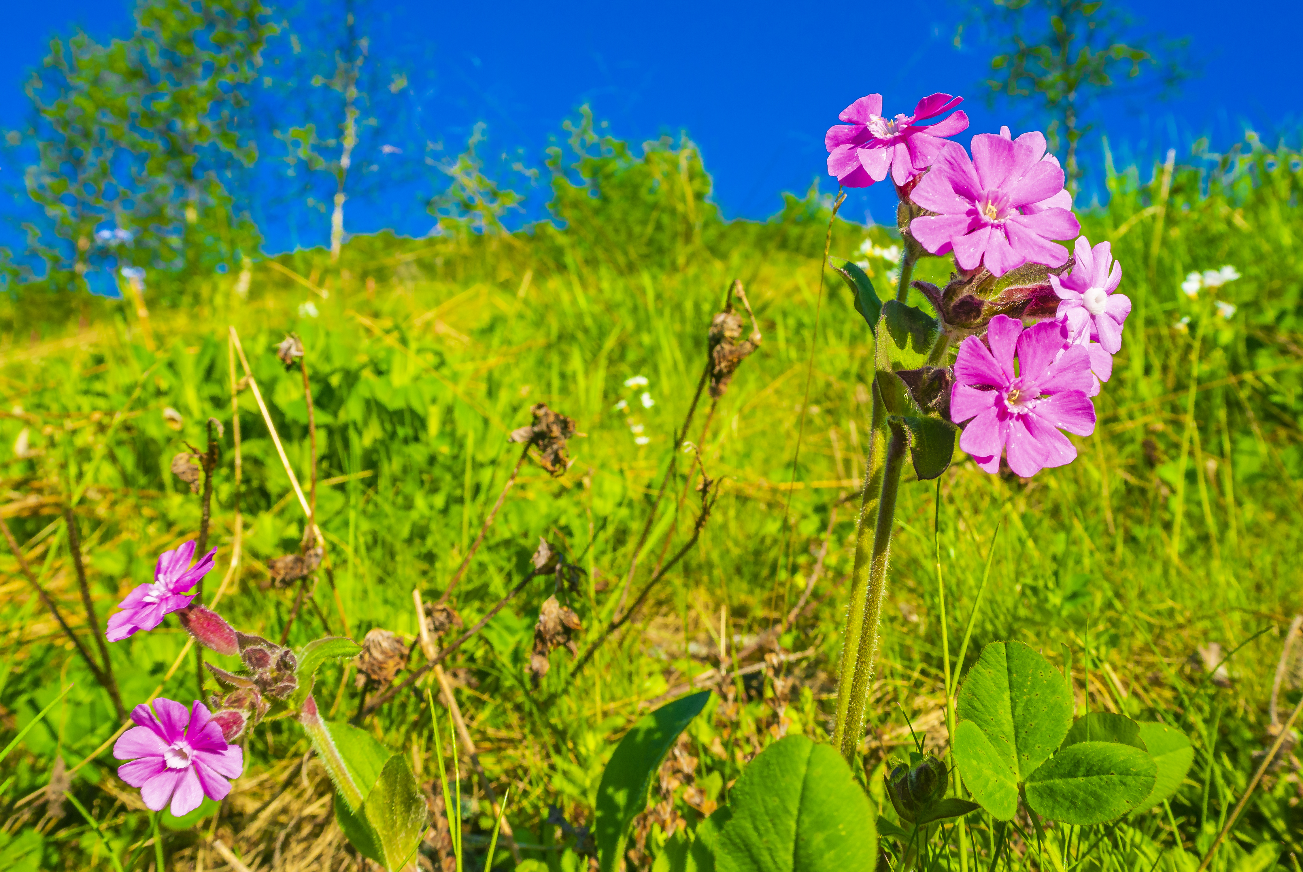 Beautiful meadow flower pink geranium. Summer landscape Hemsedal