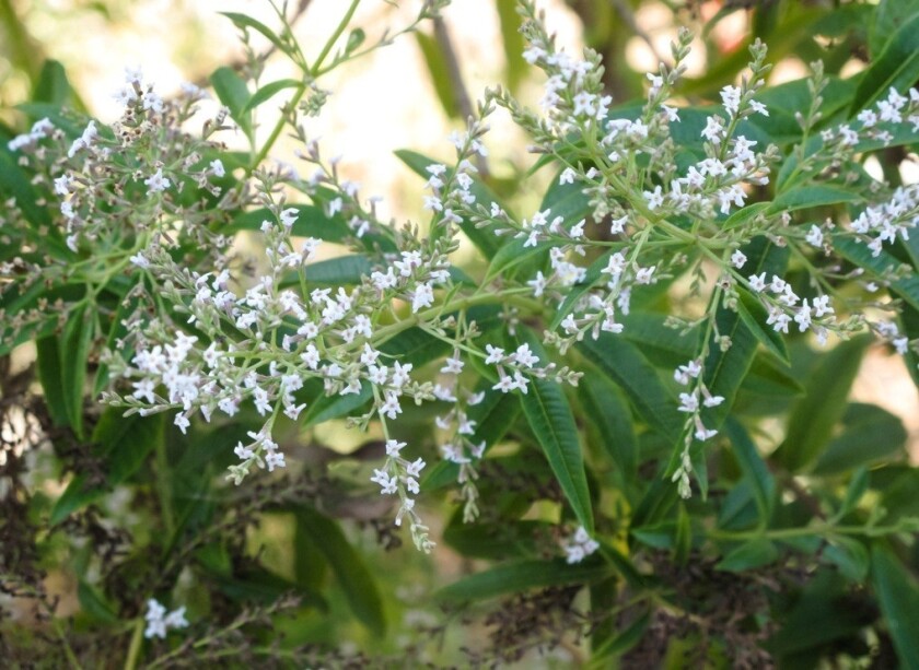 MH Lemon Verbena plant