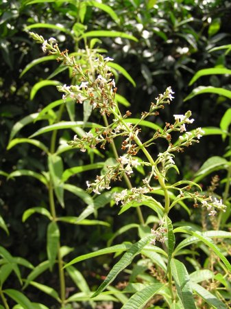 MH Lemonverbena blossom