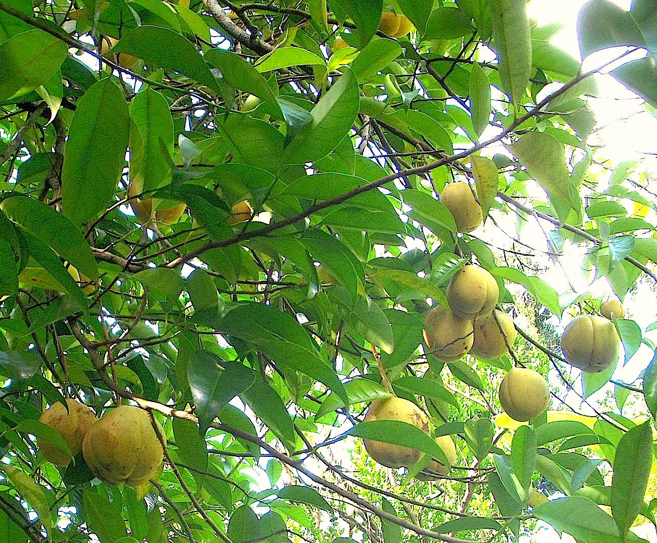 MH Nutmeg tree